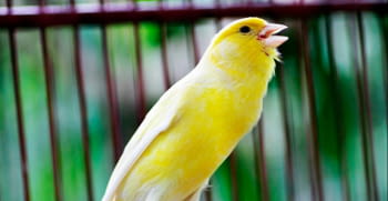 Estudio sobre los beneficios del canto de los pájaros