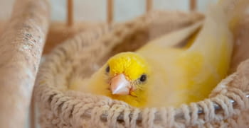 Tips to start breeding canaries