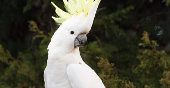 Characteristics and care of cockatoos.