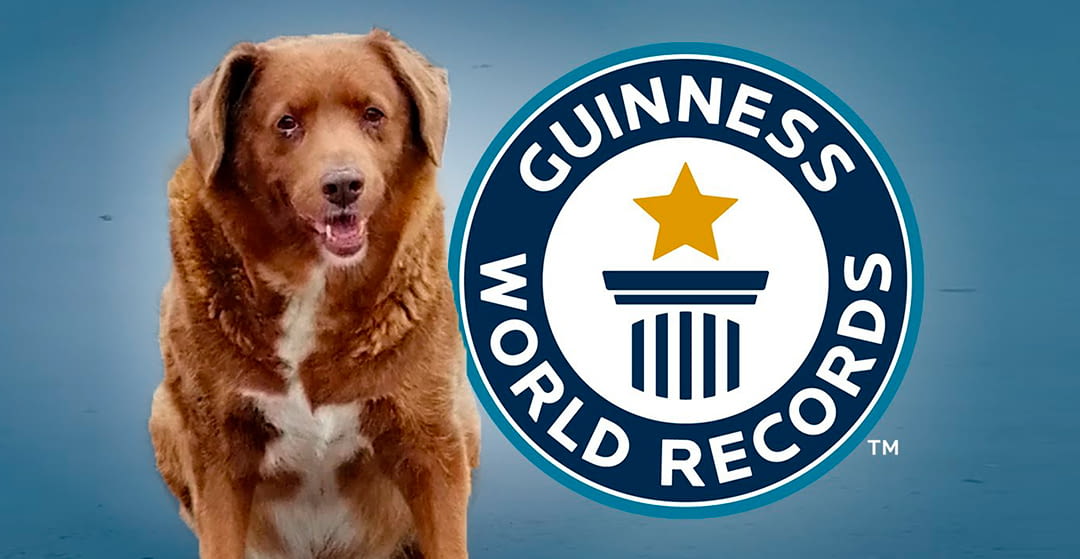Bobi, the world's longest-lived dog, breaks the Guinness record.