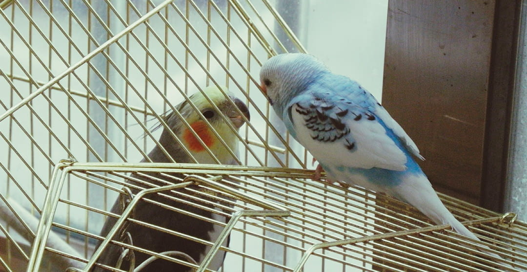 Bird species to live with parakeets