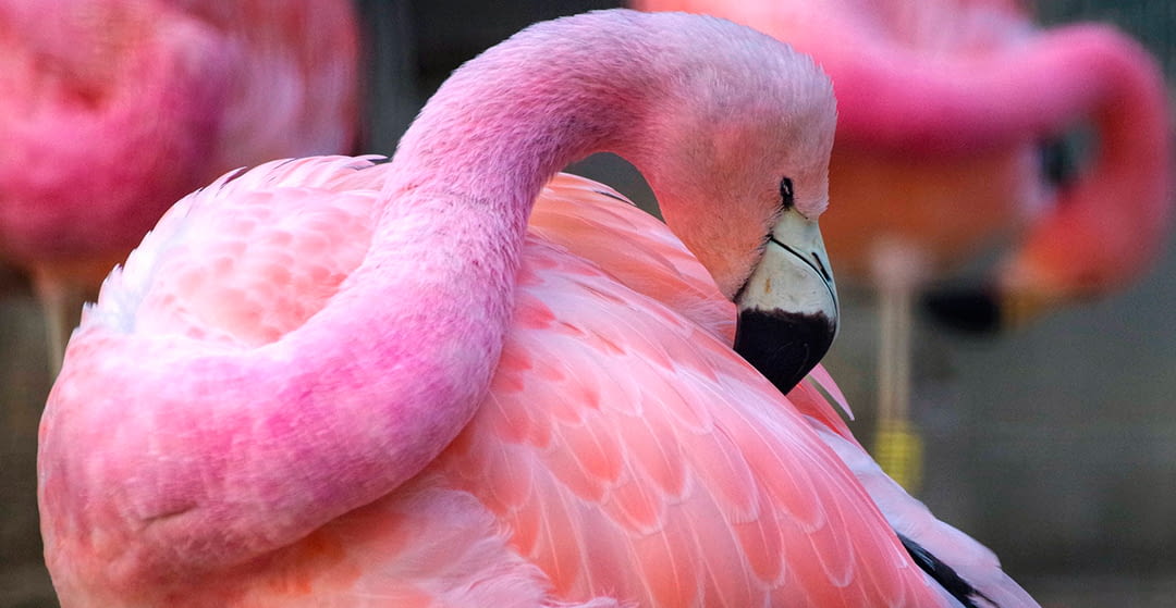 The most expensive types of pet birds in the world