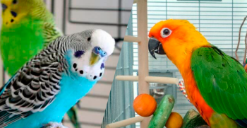 ¿Cuáles son los productos imprescindibles para un aviario o pajarera?