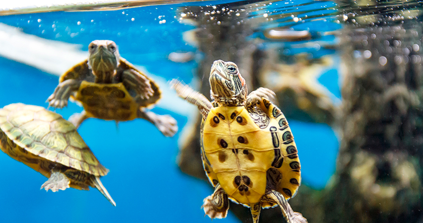 LIMPIANDO LA TORTUGUERA (tortuguero) 